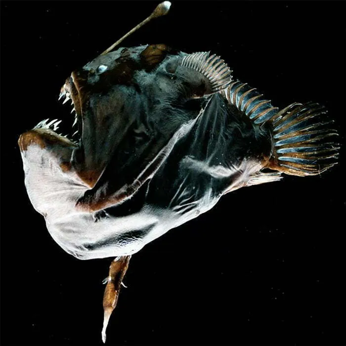 O animal raro vive nas regiões mais profundas do oceano e tem aparência assustadora