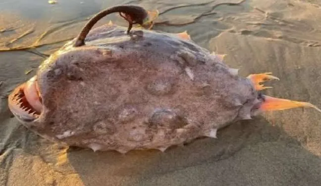 Monstro? "Peixe-futebol" surge em praia e assusta banhista