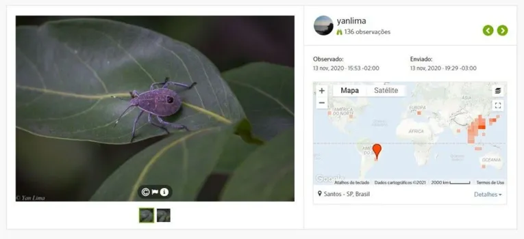 Percevejo que destrói plantações na Ásia é achado no Brasil