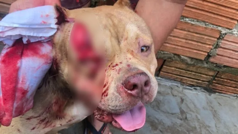 Tutor diz que o homem sabia que o animal não representava perigo para os vizinhos