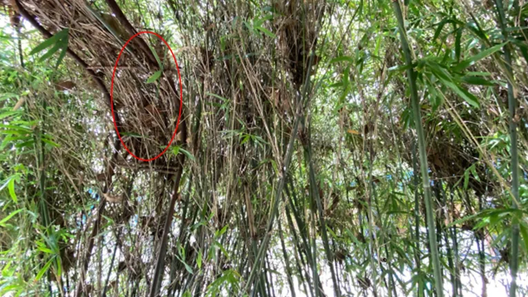Internautas enlouquecem por não acharem cobra em foto; veja