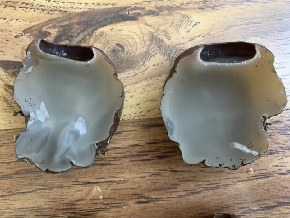 "caldeirão de bruxa" 