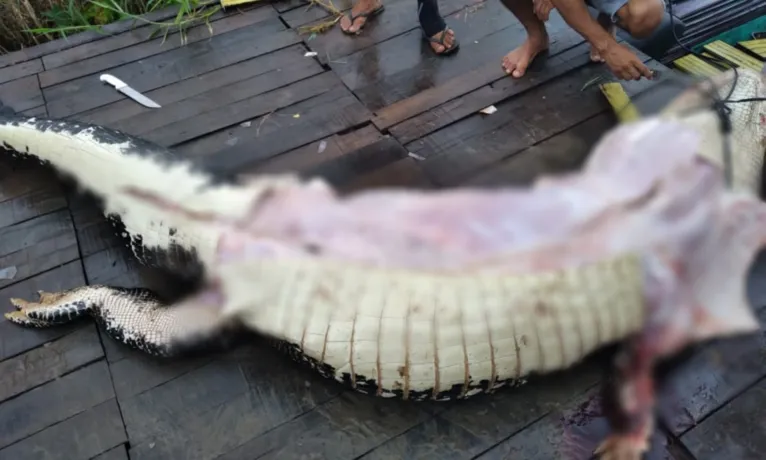 O grupo corta a cabeça do bicho, tira o couro, e corta a carne, dividindo-as em bacias
