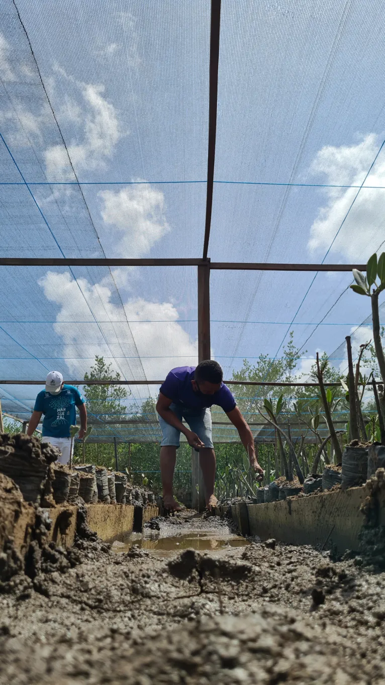 Conservação de manguezais gera impactos climáticos positivos