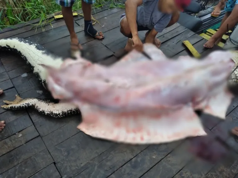 O grupo corta a cabeça do bicho, tira o couro, e corta a carne, dividindo-as em bacias