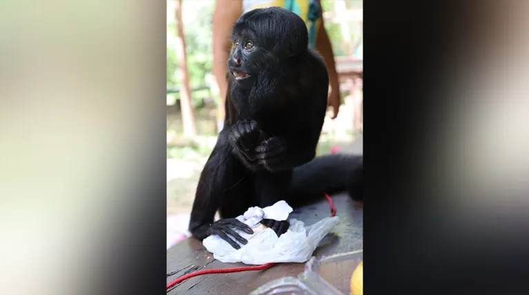 Na última terça-feira (25) aconteceu a entrega da "Chica", nome dado carinhosamente ao animal, à Fundação Zoobotânica de Marabá