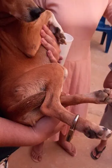 Menino põe cadeado na pata de cão e bombeiros são chamados