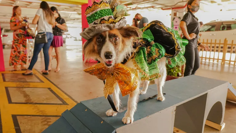 Bailinhos com banda marcam o carnaval de crianças e pets