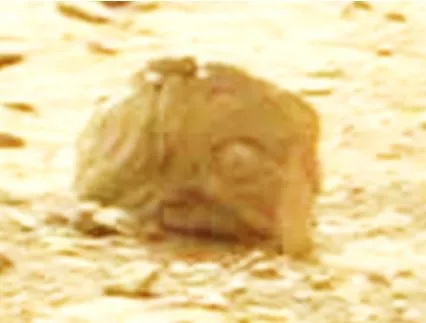 Rocha com “olho” e “boca dentuça” é encontrada em Marte