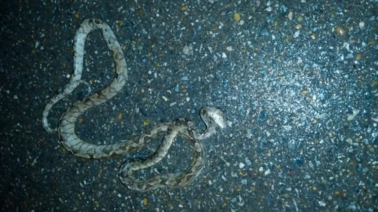 Cobra foi encontrada em uma área indígena em Bom Jesus do Tocantins