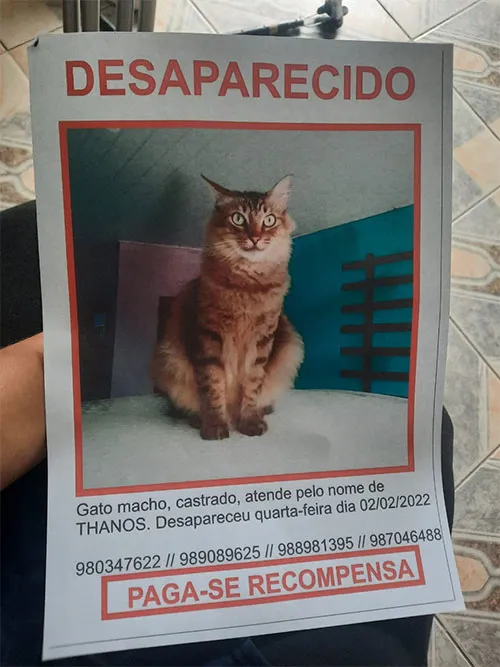 Thanos é um gato macho e tem três anos de idade, morador do bairro do Coqueiro, em Ananindeua