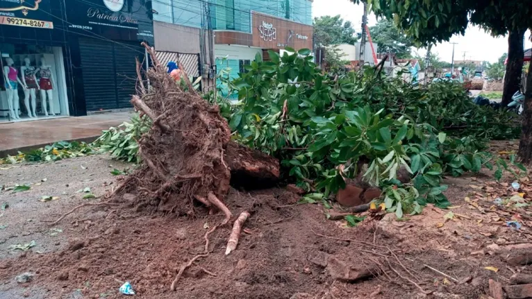 Árvore caída no Bairro Belo Horizonte