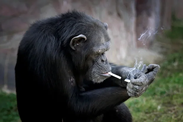 A triste história da chimpanzé viciada em cigarro na Coreia