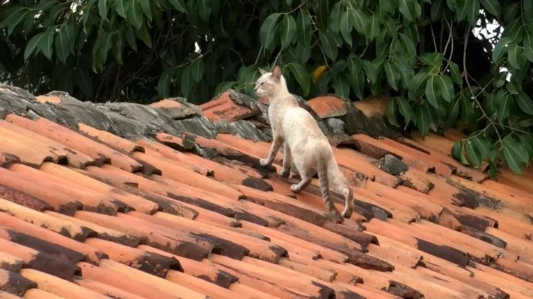 Muitos animais foram encontrados nos telhados das casas 