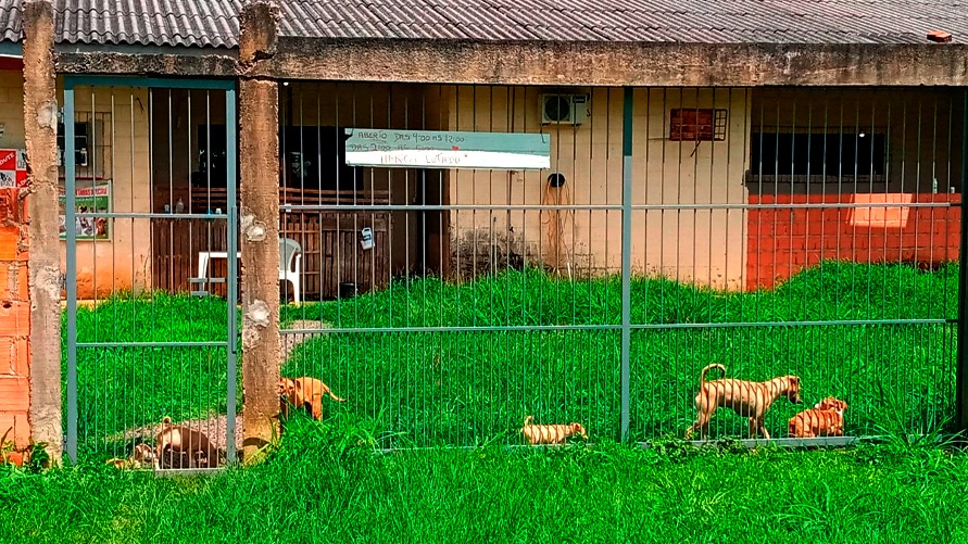 Sem fins lucrativos, a União Protetora dos Animais de Tucuruí (UPAT) mantém 57 cães em seu abrigo e mais 6 animais em lares temporários de voluntários. 