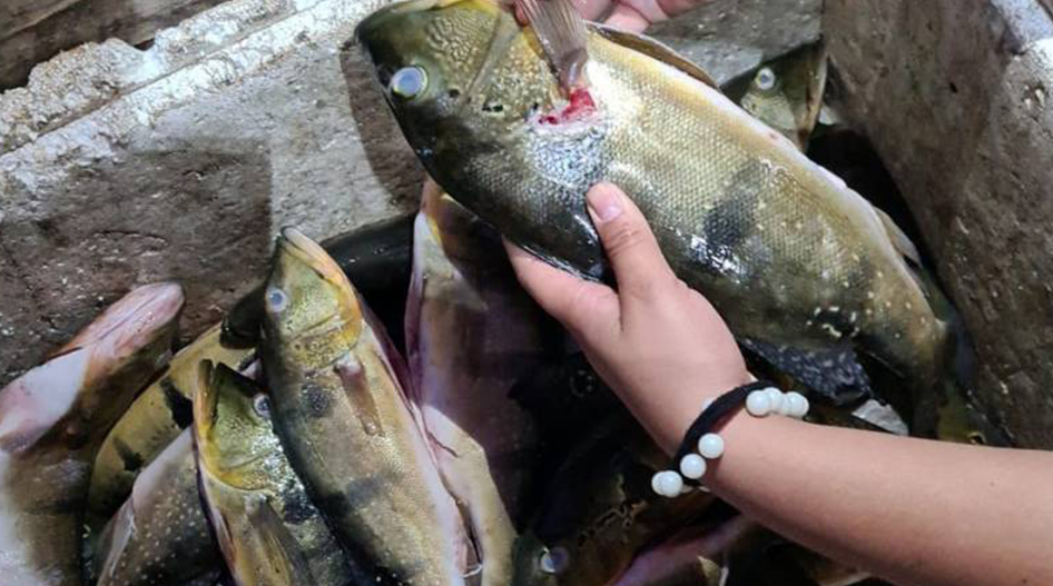 A multa para quem estiver pescando, transportando, comercializando ou armazenando as espécies ainda sob restrição de pesca durante o período do defeso, vai de R$ 700 a R$ 100 mil