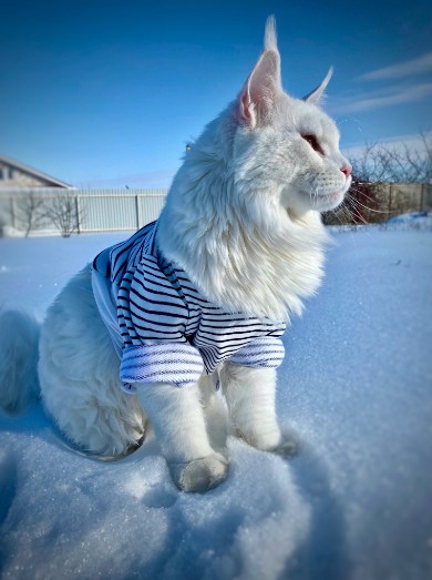 Gato gigante de quase 12 kg faz sucesso nas redes sociais 