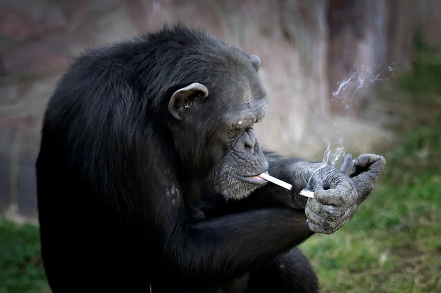 A triste história da chimpanzé viciada em cigarro na Coreia