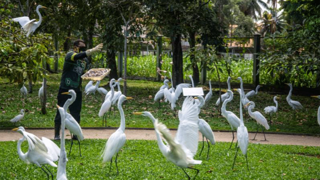 Mangal das Garças: espaços serão gratuitos ao público