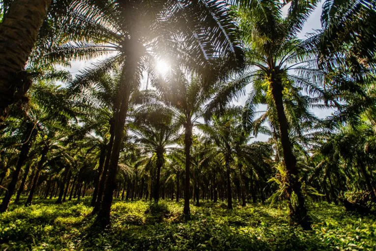 Conservação da Floresta Amazônica: dever de todas as esferas