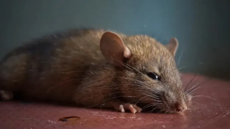 O rato marrom ou ratazana (Rattus norvegicus) é o roedor moderno utilizado no estudo envolvendo o rato da Ilha Christmas