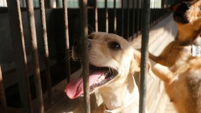 Para o próximo mês, o agendamento de castração de cães e gatos continua no modelo presencial