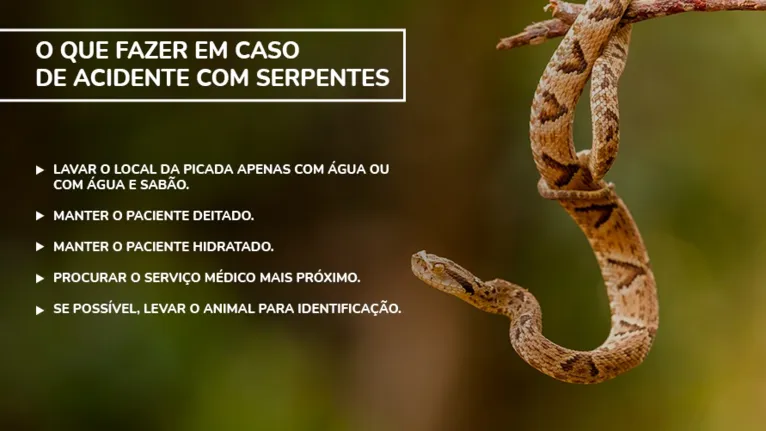 Cobra peçonhenta pica criança no quintal de sua própria casa