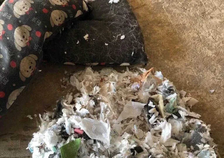 Cão rasga cama e revela colchão feito de absorventes usados