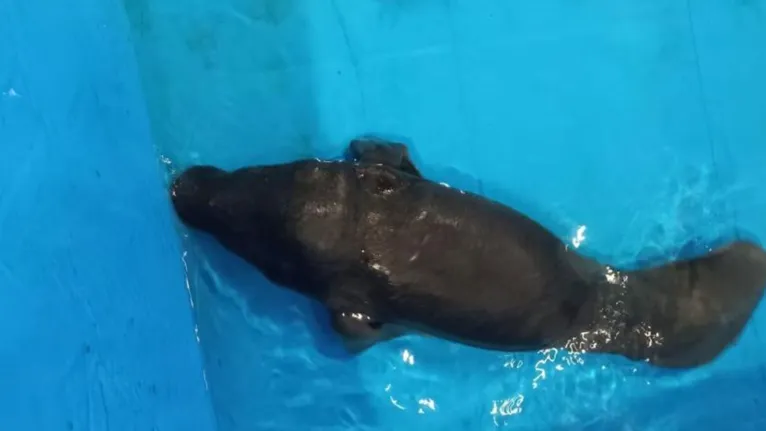 Moana Joroquinha teria cerca de um mês de vida quando foi resgatada