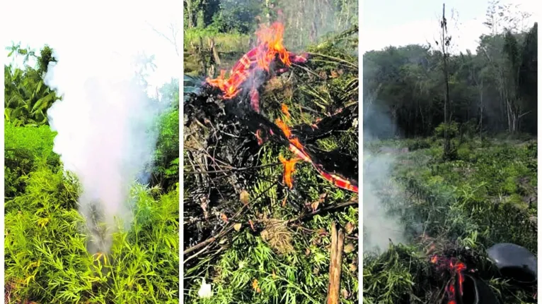 Incineração de pés de maconha encontrados em municípios do nordeste paraense.