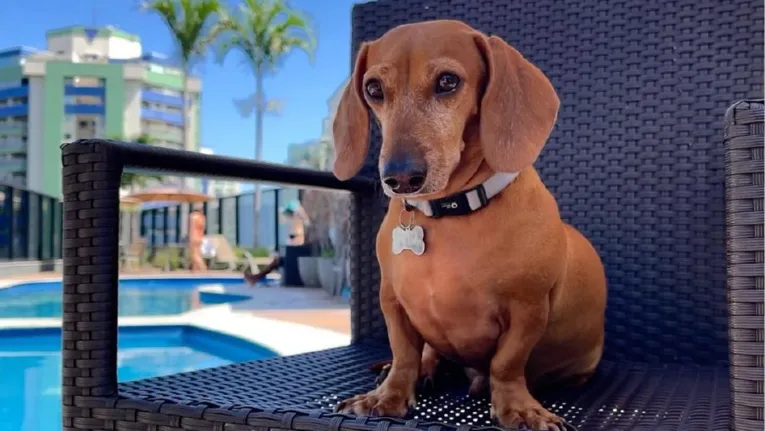 O cachorrinho da raça Dachshund ou salsicha é um fenômeno na internet