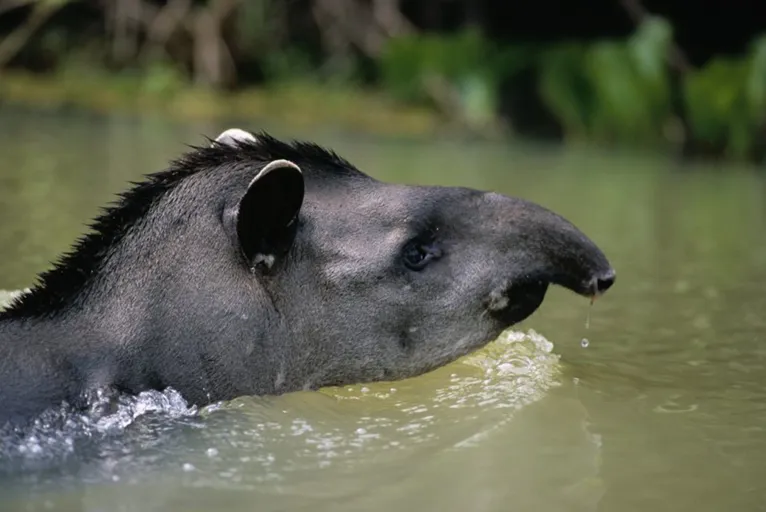 Conservação da Floresta Amazônica: dever de todas as esferas