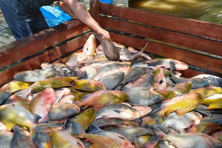 Pescado criado em tanques, como apoio da Emater que contribui com os produtores na área de aquicultura