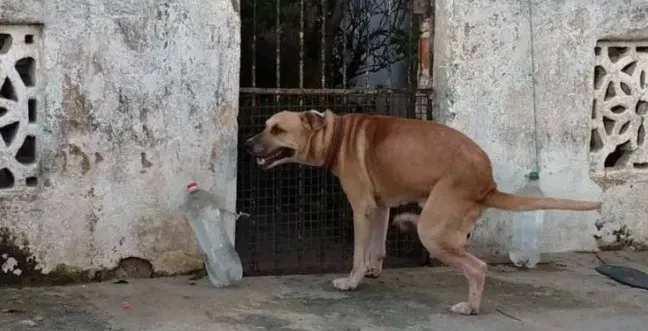 Garrafas pet com água no portão. Você sabe para que serve?