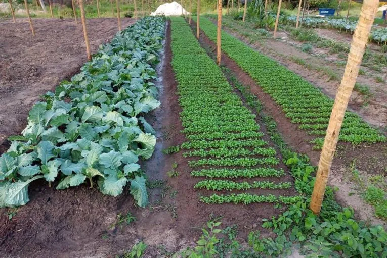 Agricultura familiar combate insegurança alimentar no Pará