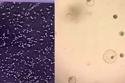 Búfala gerada pela técnica de fertilização in vitro