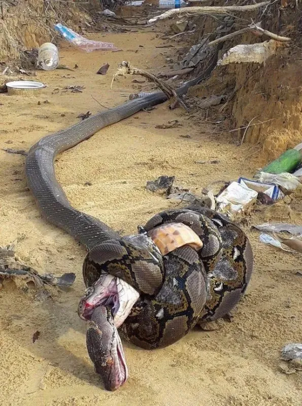 Briga das cobras mais letais tem desfecho impressionante