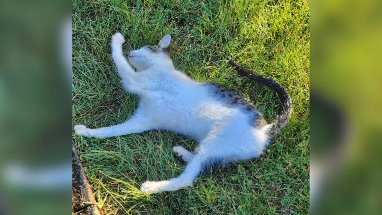 O gato foi encontrado morto por alguns moradores do condomínio