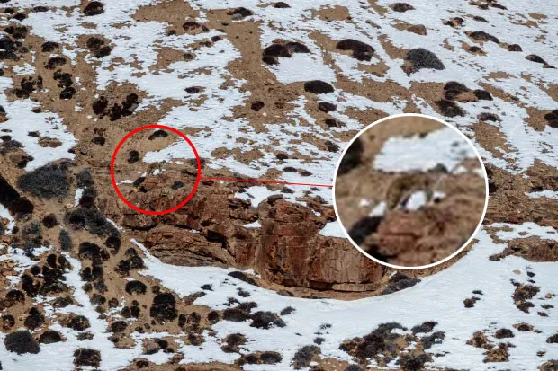Encontre o leopardo-das-neves; 