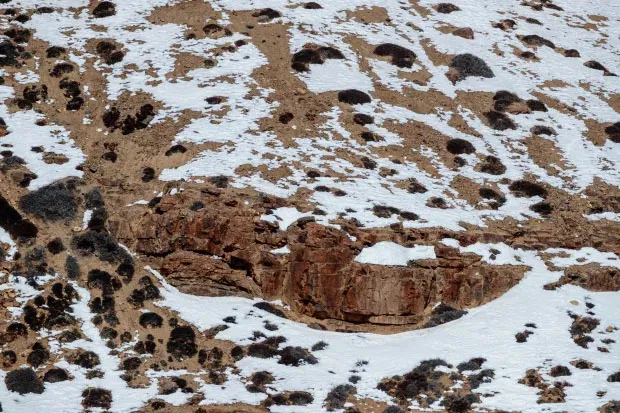Você consegue achar o leopardo-das-neves?