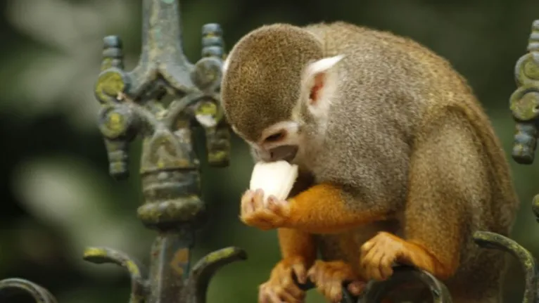 Campanha visa coibir alimentação de macacos do Bosque, que podem ser intoxicados