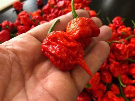 Pimentas Carolina Reaper