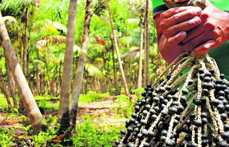 Açaí garante o sustento de muitas famílias na ilha do Marajó