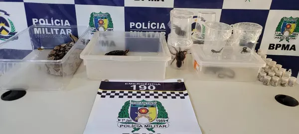 Os animais foram apresentados pela equipe do BPMA, em Palmas (TO).