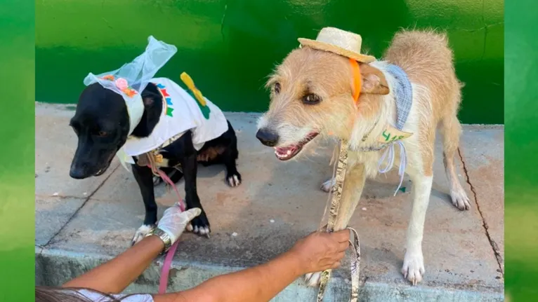 O evento é realizado pelo Centro de Controle de Zoonoses (CCZ) com o grupo de voluntários protetores de animais Patinhas de Rua.