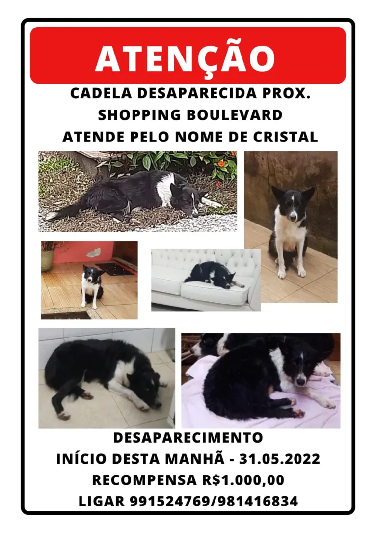 Família pede ajuda para encontrar cadela desaparecida