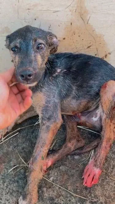 Cachorro após o ataque da cobra sucuri