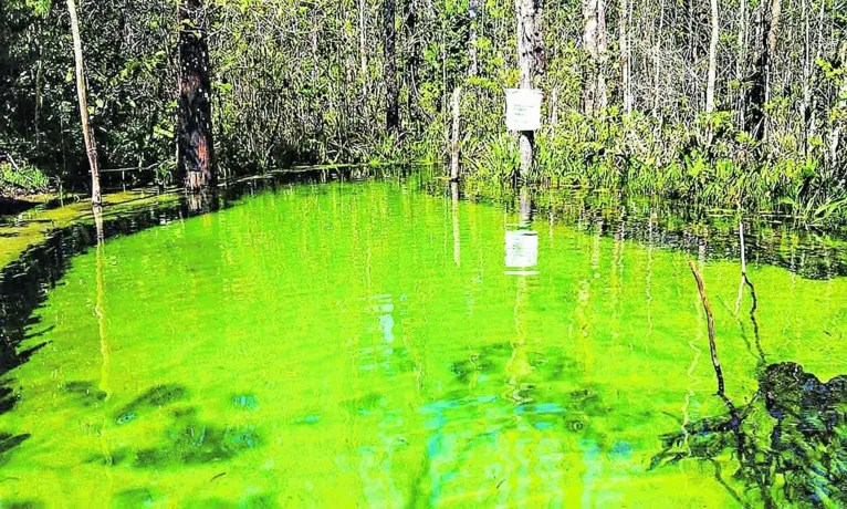 Águas verdes que encantam na terra dos Pretinhos do Mangue