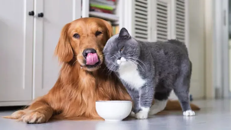 Cães tendem a se adaptar mais rápido que gatos.