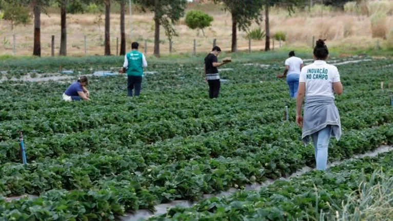 No Pará são 850 vagas, distribuídas em vários municípios